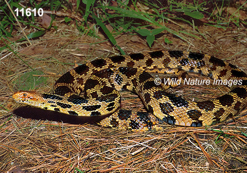 Fox Snake (Elaphe vulpina)